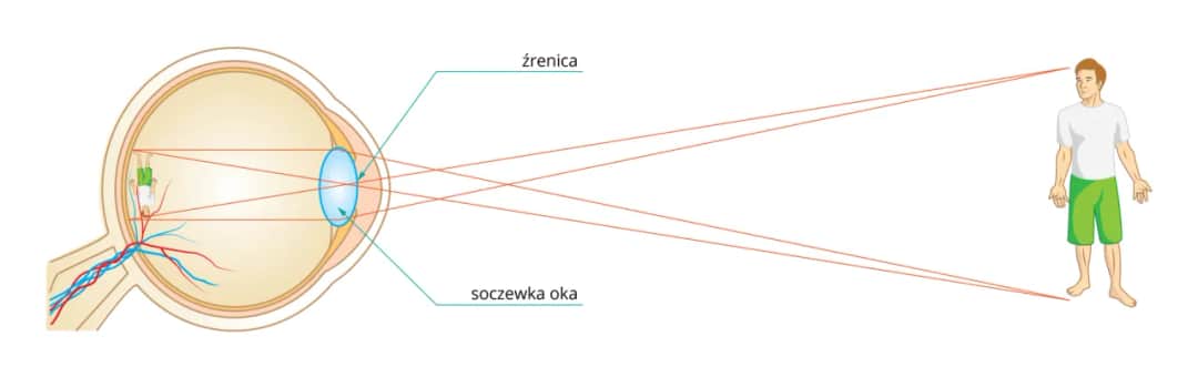Jak działa soczewka w oku i jak wpływa na twoje widzenie