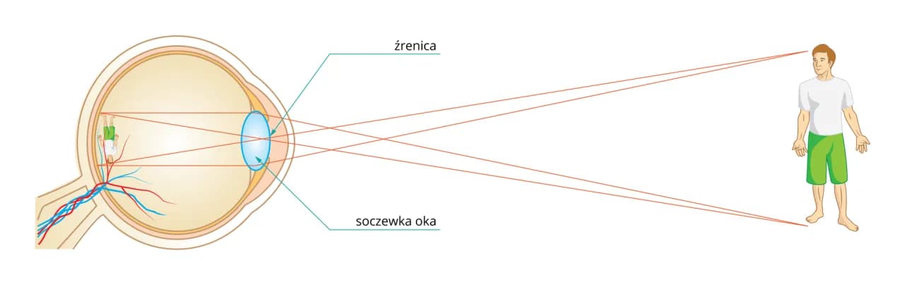 Jak działa soczewka w oku i jak wpływa na twoje widzenie