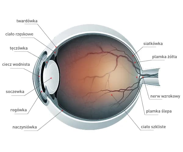 Jak działa soczewka w oku i jak wpływa na twoje widzenie