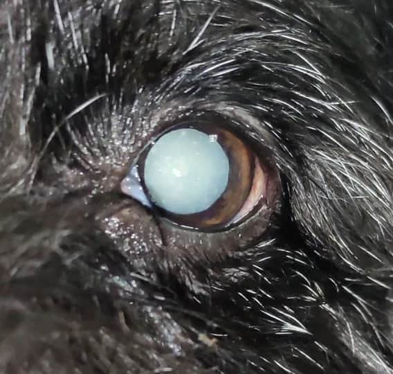 Ile kosztuje usunięcie zaćmy u psa? Sprawdź, co wpływa na cenę