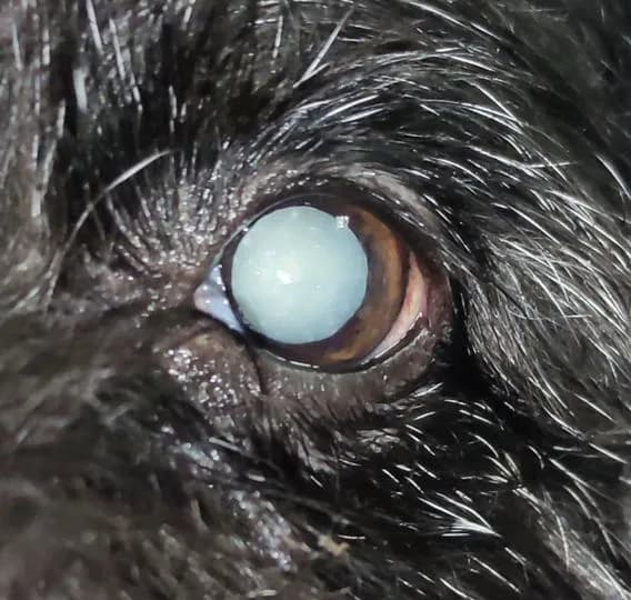 Ile kosztuje usunięcie zaćmy u psa? Sprawdź, co wpływa na cenę