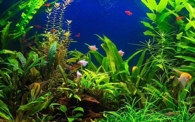 Co daje niebieskie światło w akwarium? Odkryj jego korzyści dla ryb i roślin