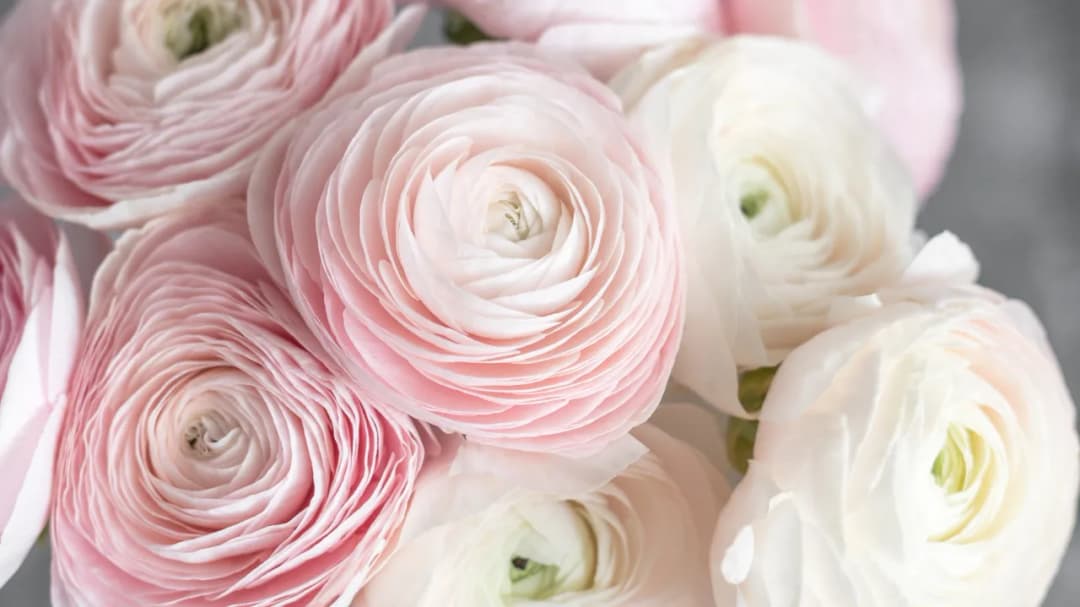 Czy jaskier jest wieloletni? Sprawdź jego długowieczność i pielęgnację